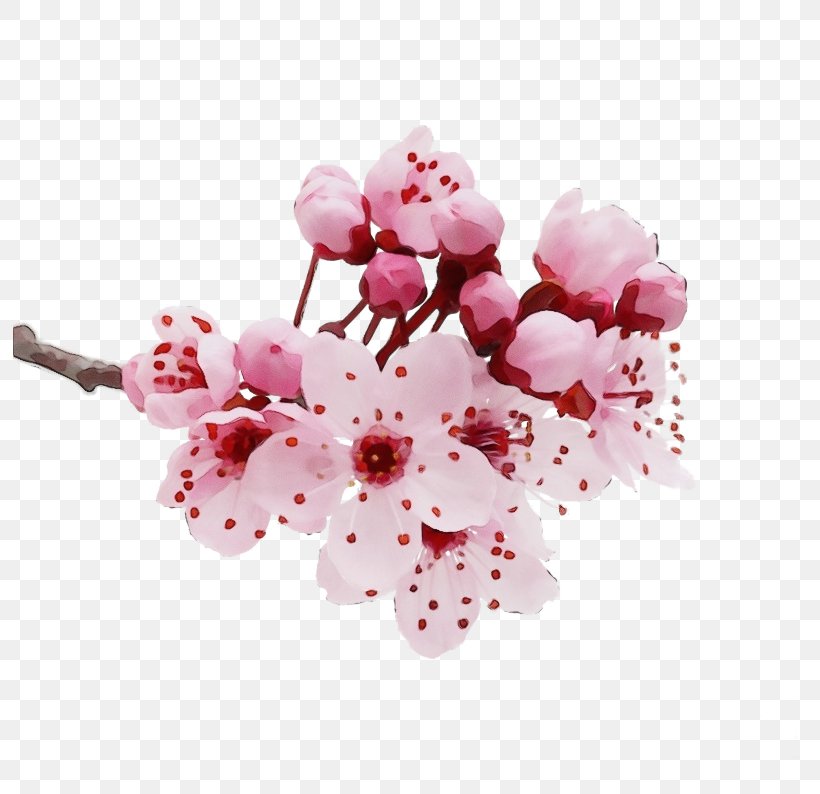 Cherry Blossom, PNG, 794x794px, Watercolor, Blossom, Branch, Cherry Blossom, Cut Flowers Download Free