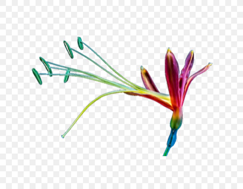 Image Flower Vector Graphics, PNG, 640x640px, Flower, Bird Of Paradise, Botany, Color, Crocus Download Free