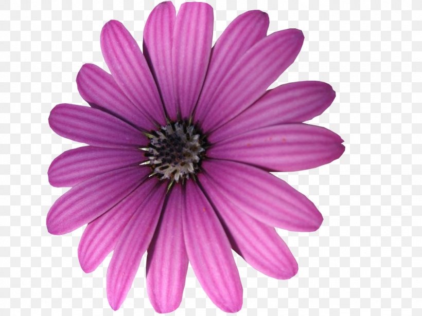 Purple Clip Art, PNG, 1024x768px, Purple, Annual Plant, Aster, Cartoon, Chrysanthemum Download Free