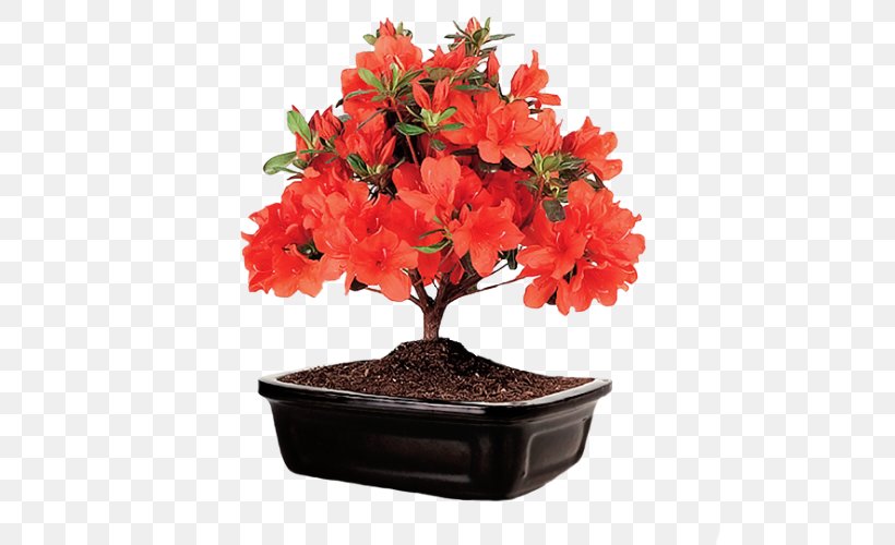 Bonsai Satsuki Azalea Flower Ficus Retusa, PNG, 500x500px, Bonsai, Azalea, Basket, Cut Flowers, Ficus Retusa Download Free