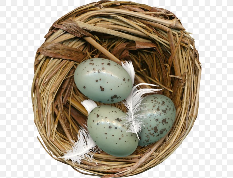 Edible Birds Nest Egg, PNG, 600x625px, Edible Birds Nest, Basket, Bird, Bird Nest, Clutch Download Free