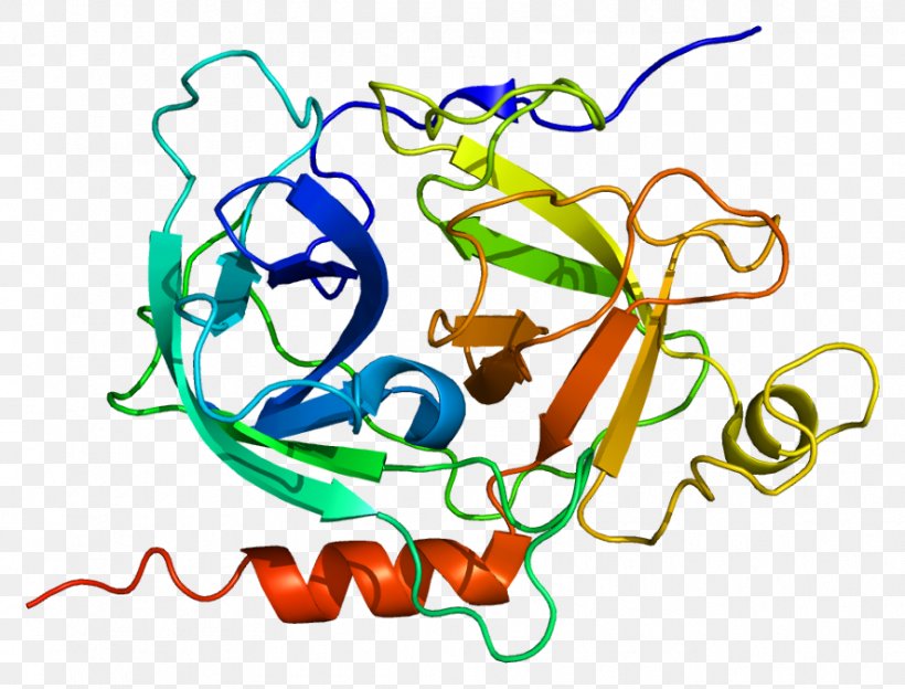 GZMK Granzyme Protein Gene Serine Protease, PNG, 886x675px, Watercolor, Cartoon, Flower, Frame, Heart Download Free