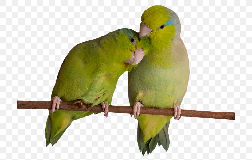 Lovebird Parakeet Feather Beak, PNG, 712x522px, Lovebird, Beak, Bird, Bird Supply, Common Pet Parakeet Download Free