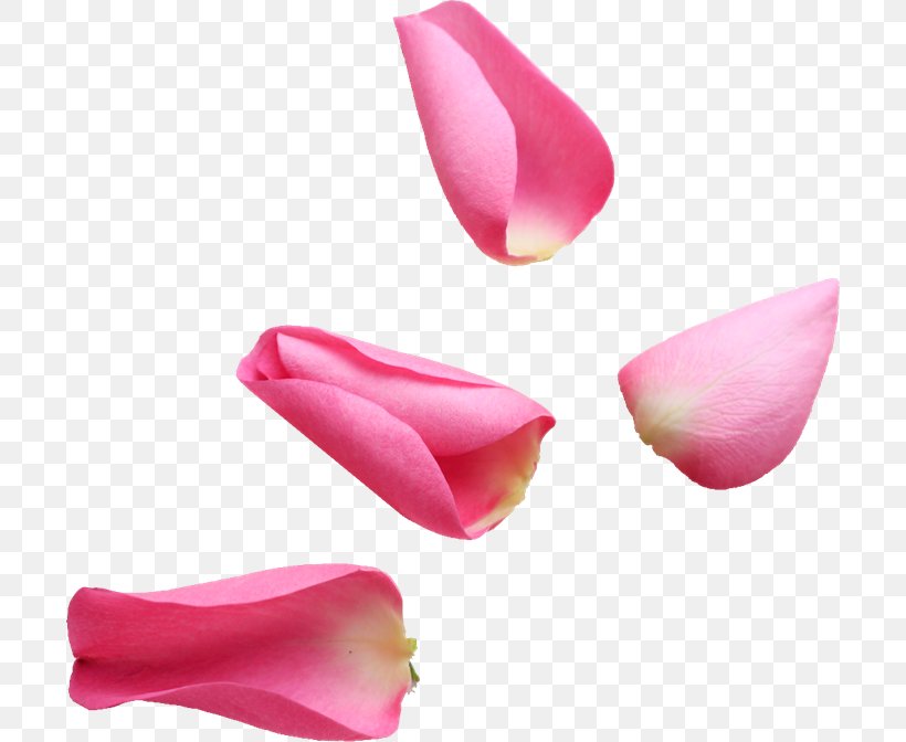 Petal Pink Flower Rose, PNG, 700x672px, Petal, Beauty, Color, Floral Design, Floristry Download Free