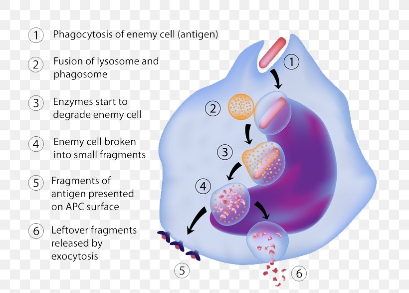 Antigen-presenting Cell Antigen Presentation Macrophage Immune System, PNG, 725x587px, Antigenpresenting Cell, Antigen, Antigen Presentation, B Cell, Cell Download Free