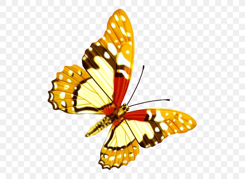 Butterfly Icon, PNG, 600x600px, Butterfly, Arthropod, Brush Footed Butterfly, Color, Grass Gis Download Free