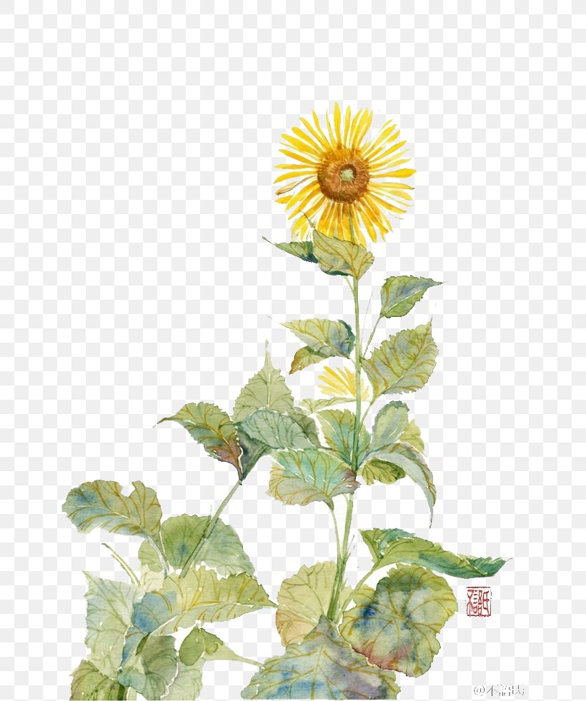 Common Sunflower Sunflower Student Movement Painting Flowers Watercolor Painting, PNG, 658x982px, Common Sunflower, Art, Colored Pencil, Daisy Family, Flower Download Free