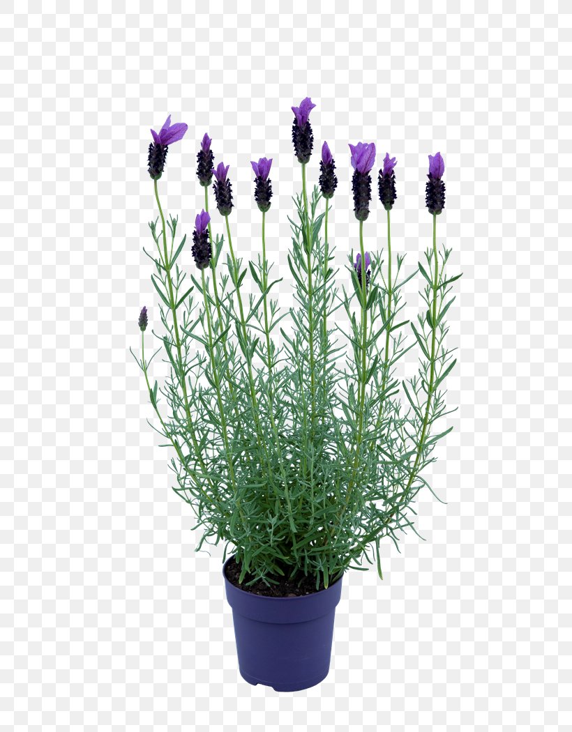 English Lavender French Lavender, PNG, 700x1050px, English Lavender, Chives, Egyptian Lavender, Fernleaf Lavender, Florist Gayfeather Download Free