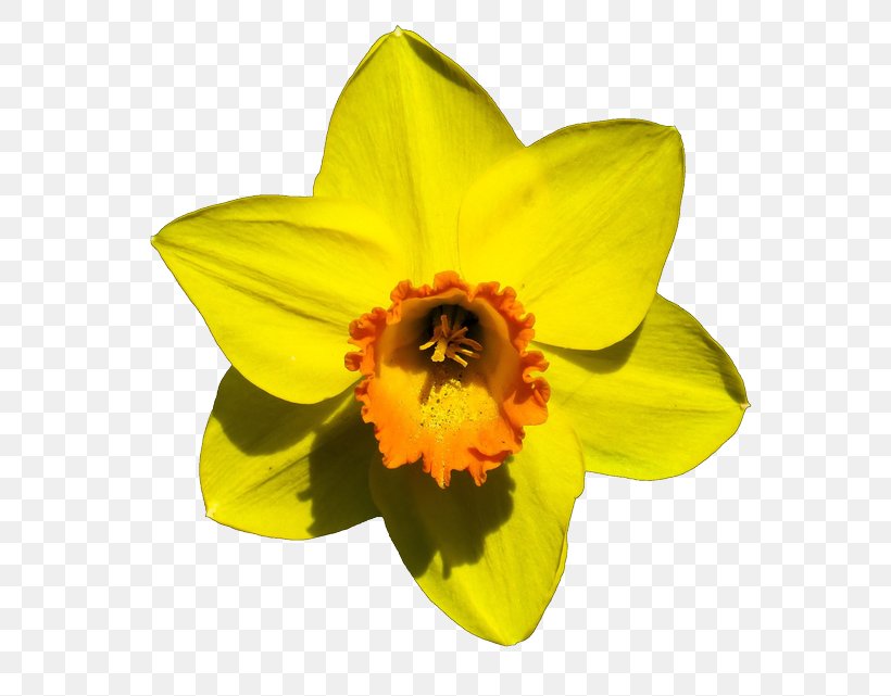 Narcissus Pseudonarcissus Flower Bulb, PNG, 650x641px, Narcissus, Amaryllis Family, Bulb, Daffodil, Flower Download Free