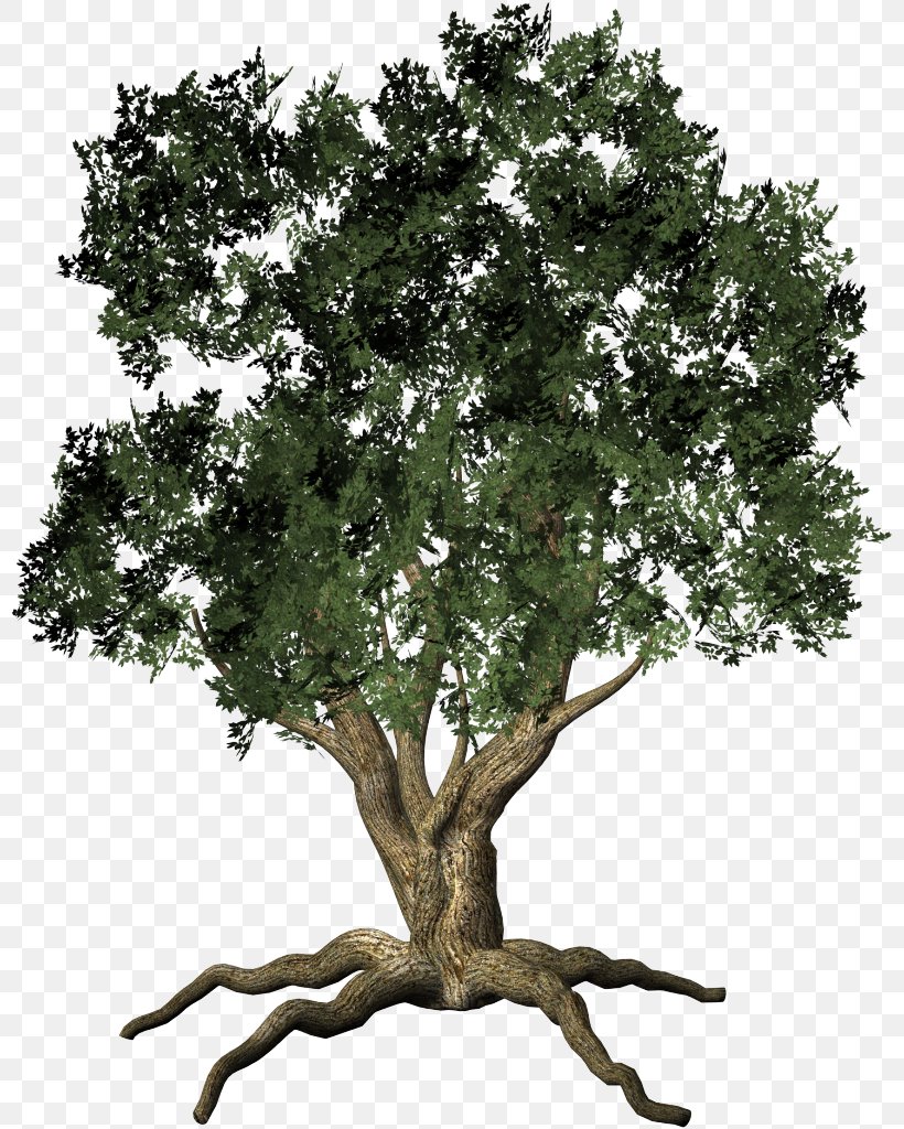 Tree Shrub Clip Art, PNG, 802x1024px, Tree, Branch, Computer Software, Oak, Plane Tree Family Download Free