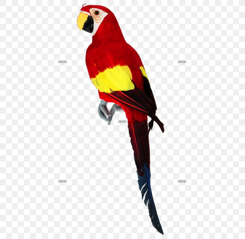 Macaw Bird Loriini Chicken True Parrot, PNG, 800x800px, Macaw, Animal, Beak, Bird, Centimeter Download Free