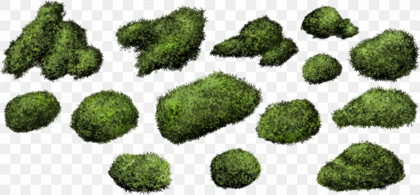 Shrub Moss Bryophyte Plant, PNG, 2357x1094px, Shrub, Bryophyte, Evergreen, Grass, Herbaceous Plant Download Free