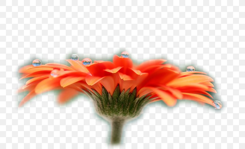 Desktop Wallpaper Beautiful Flower High-definition Television, PNG, 750x500px, Flower, Beautiful Flower, Close Up, Cut Flowers, Display Resolution Download Free
