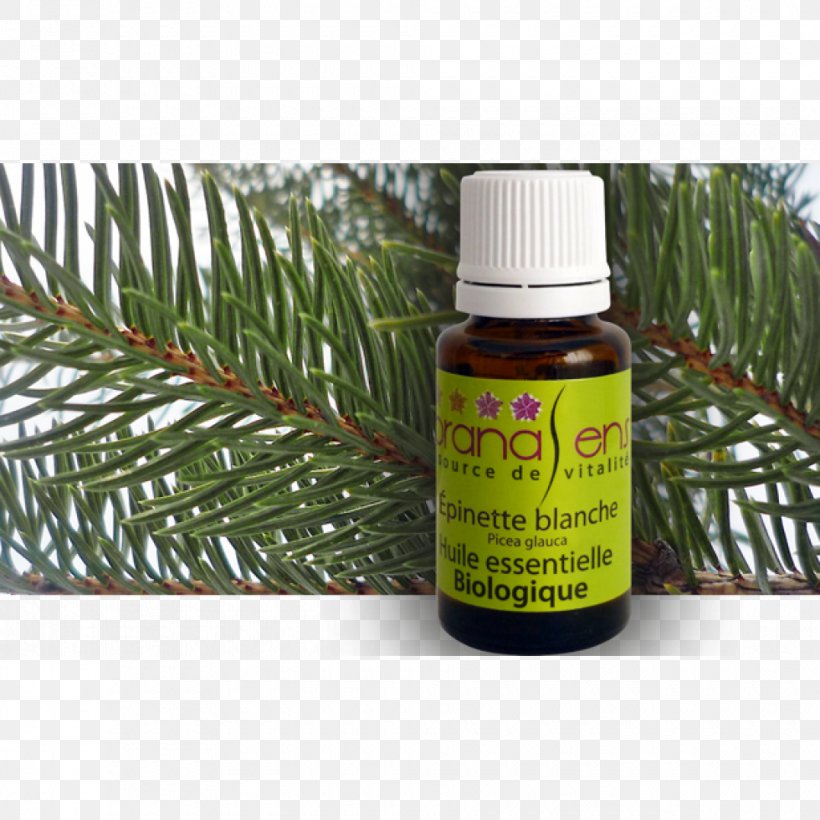 Eucalyptus Radiata Eucalyptus Oil Liquid Bourbon Geranium, PNG, 980x980px, Eucalyptus Radiata, Black Spruce, Bourbon Geranium, Common Sage, Conifer Download Free