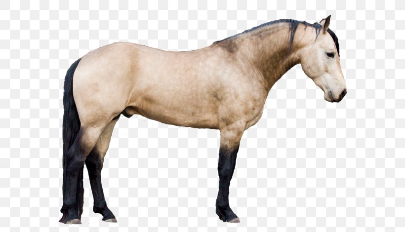 Horse Animal Figure Mane Stallion Mare, PNG, 640x470px, Horse, Animal Figure, Mane, Mare, Mustang Horse Download Free