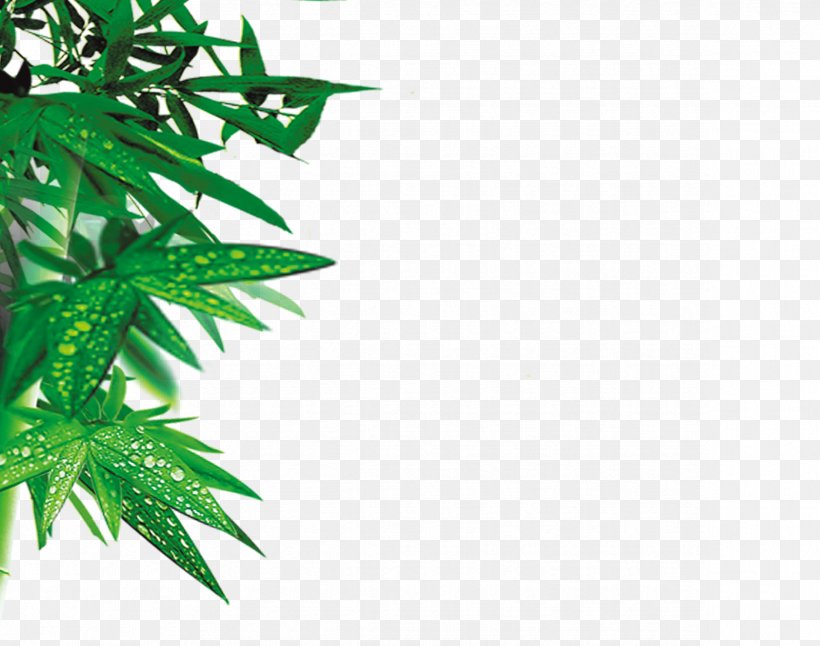 Bamboo Leaf, PNG, 2366x1866px, Bamboo, Branch, Cannabis, Green, Hemp Download Free