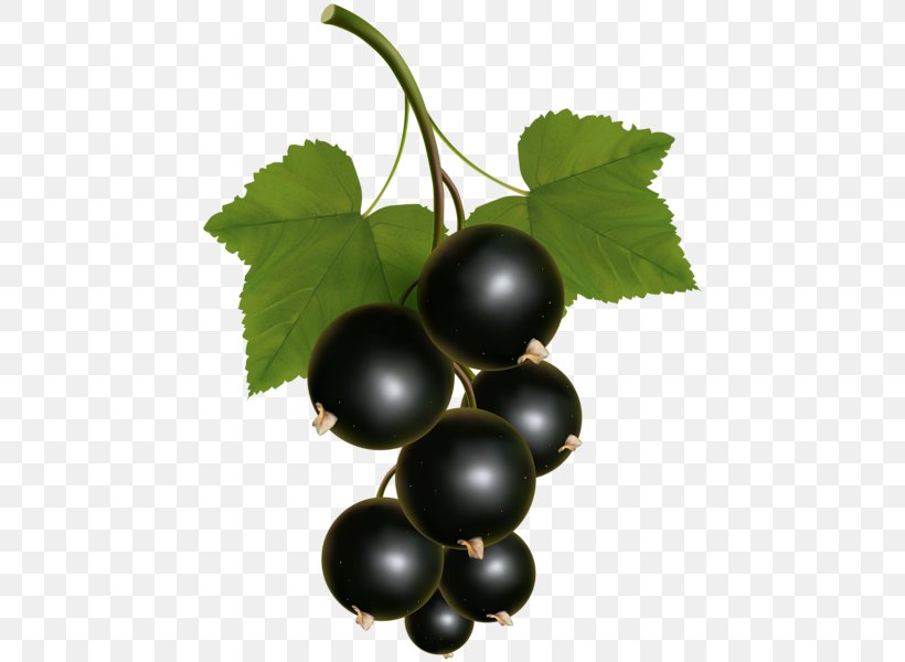 Blackcurrant Zante Currant Redcurrant Grape Clip Art, PNG, 466x600px, Blackcurrant, Amazon Grape, Berry, Chokeberry, Currant Download Free