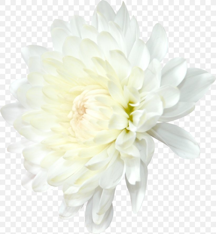 Chrysanthemum Flower Transvaal Daisy Daisy Family Clip Art, PNG, 1525x1649px, Chrysanthemum, Artificial Flower, Chrysanths, Cut Flowers, Dahlia Download Free