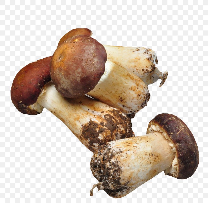 Agaricus Subrufescens Mushroom Matsutake Fungus, PNG, 800x800px, Watercolor, Cartoon, Flower, Frame, Heart Download Free