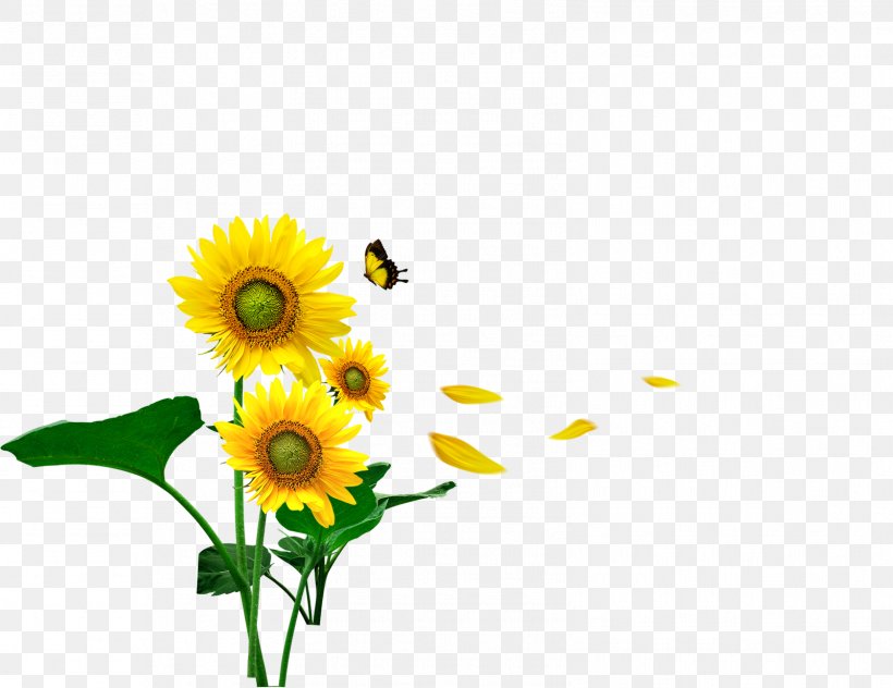 Butterfly Common Sunflower Gratis Computer File, PNG, 1601x1235px, Butterfly, Butterflies And Moths, Common Sunflower, Cut Flowers, Daisy Family Download Free