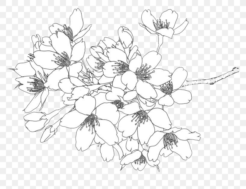 Cherry Blossom Illustration, PNG, 800x630px, Cherry Blossom, Area, Black And White, Branch, Creative Work Download Free