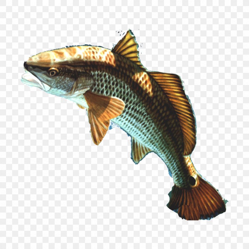 Goldfish Cobia Guppy, PNG, 1000x1000px, Goldfish, Aquariums, Bass, Cobia, Fauna Download Free