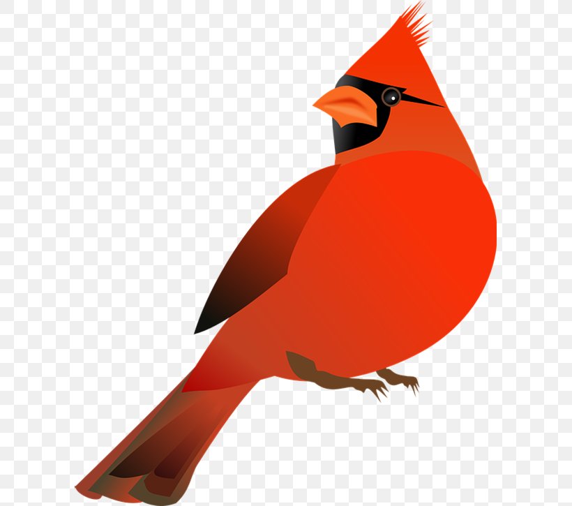 Northern Cardinal St. Louis Cardinals Clip Art, PNG, 605x725px, Northern Cardinal, Beak, Bird, Cardinal, Document Download Free