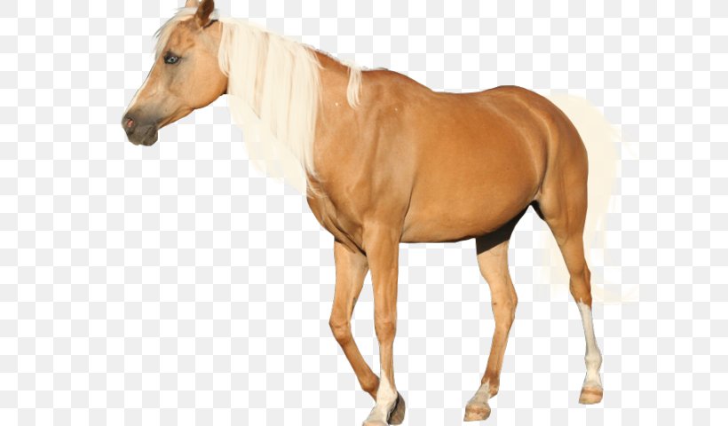 American Paint Horse Appaloosa Mustang Pony Andalusian Horse, PNG, 640x480px, American Paint Horse, Andalusian Horse, Appaloosa, Bay, Black Download Free