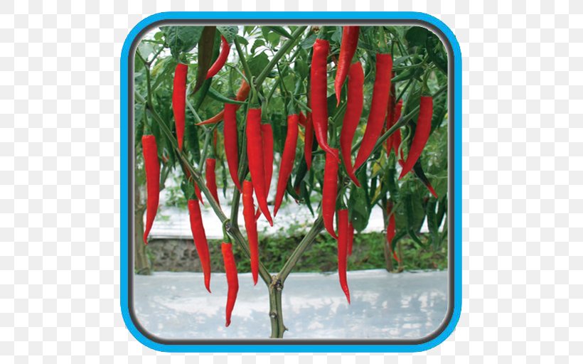 Chili Pepper Crop Bird's Eye Chili Maize Benih, PNG, 512x512px, Chili Pepper, Agriculture, Bell Peppers And Chili Peppers, Benih, Bird S Eye Chili Download Free