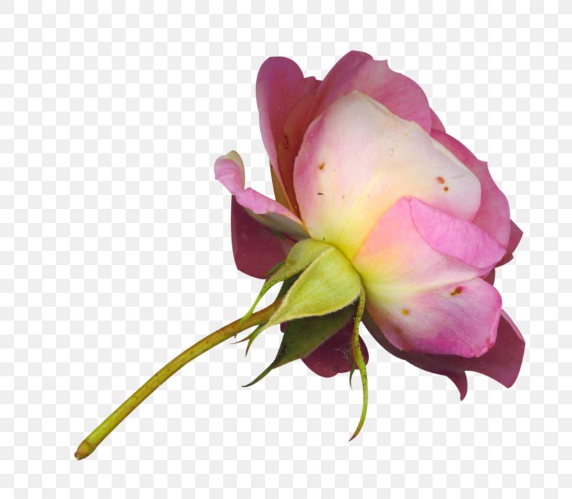 Pink Flowers Background, PNG, 800x716px, Garden Roses, Bud, Cabbage Rose, Cut Flowers, Floribunda Download Free