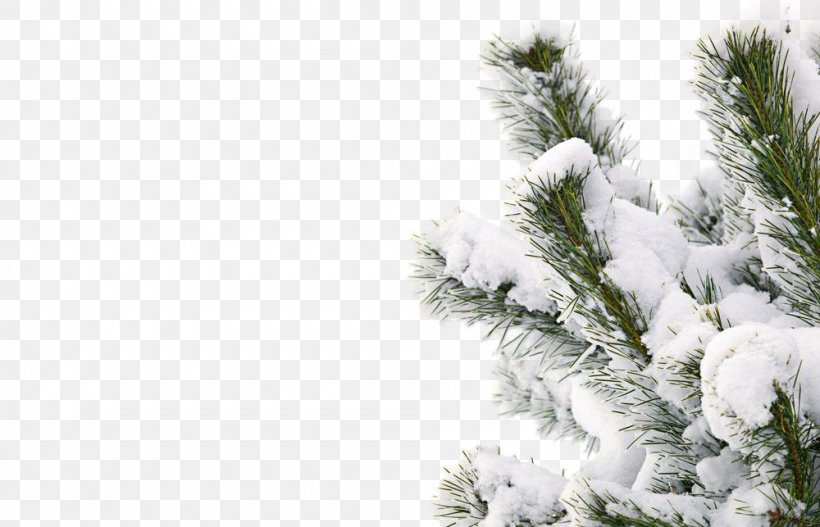 Winter Snow Smile Tree, PNG, 1000x643px, Winter, Branch, Christmas Tree, Conifer, Evergreen Download Free