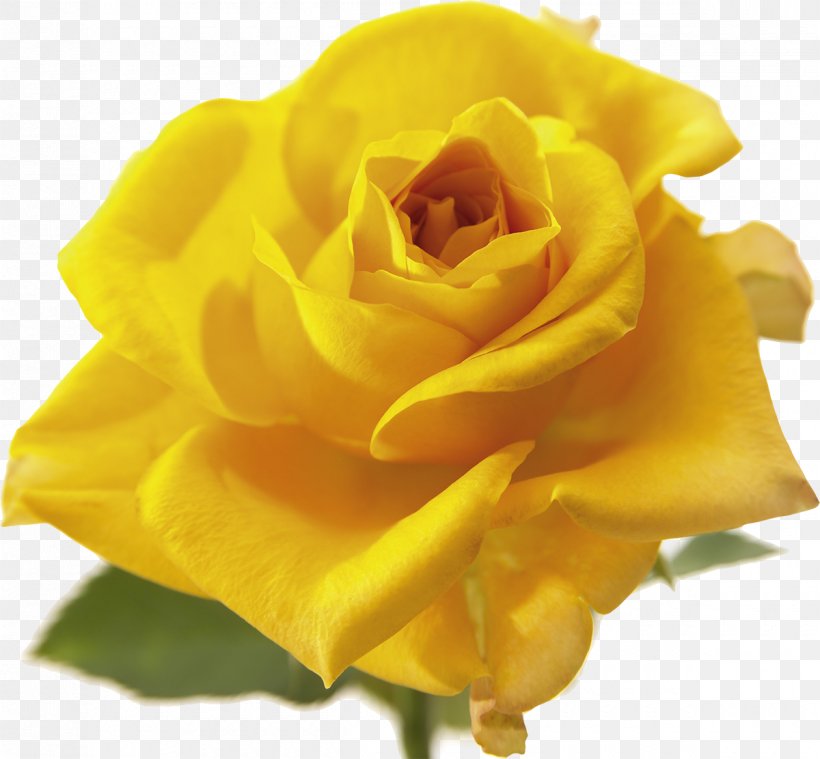 Yellow Flower Vecteur, PNG, 1200x1112px, Yellow, Austrian Briar, Close Up, Cut Flowers, Designer Download Free