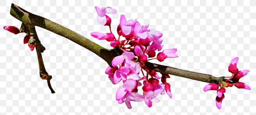 Cherry Blossom Flower Spring, PNG, 1024x460px, Blossom, Branch, Bud, Cherry, Cherry Blossom Download Free