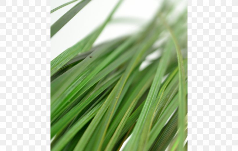 Sweet Grass Wheatgrass Commodity Grasses, PNG, 863x547px, Sweet Grass, Commodity, Grass, Grass Family, Grasses Download Free