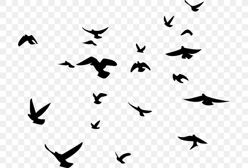 Bird Silhouette American Crow Flock Clip Art, PNG, 700x556px, Bird, American Crow, Animal Migration, Beak, Bird Flight Download Free