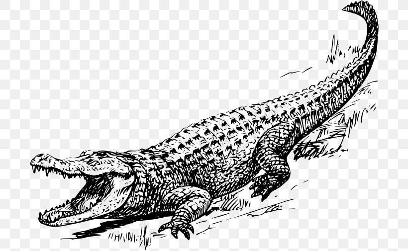 Crocodile American Alligator Chinese Alligator Clip Art, PNG, 710x505px, Crocodile, Alligator, American Alligator, Black And White, Chinese Alligator Download Free