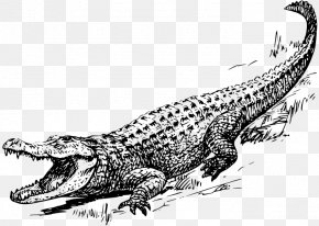 Crocodile - Crocodile American Alligator Chinese Alligator Clip Art PNG