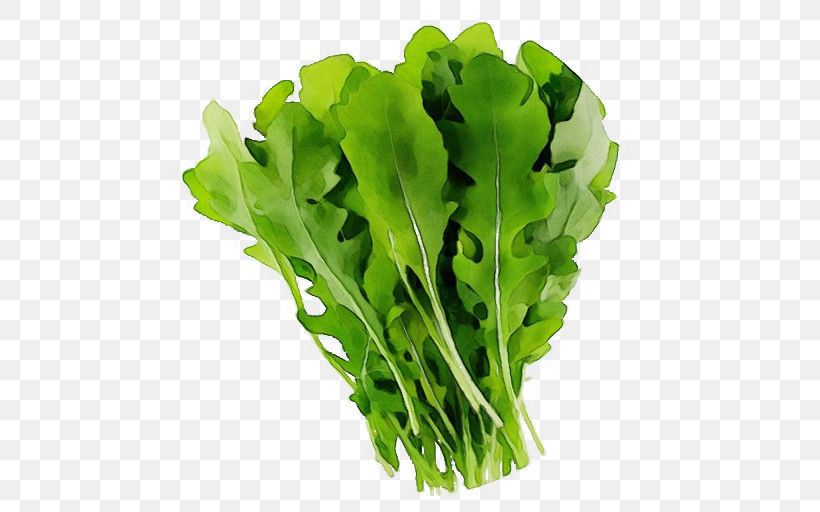 Romaine Lettuce Leaf Leaf Vegetable Lettuce Rapini, PNG, 512x512px, Watercolor, Biology, Leaf, Leaf Vegetable, Lettuce Download Free