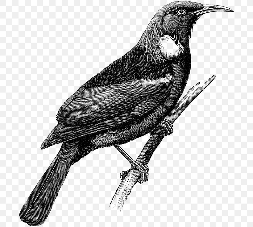 American Crow Drawing Tui New Zealand Vector Graphics, PNG, 700x736px, American Crow, Beak, Bird, Black And White, Crow Download Free