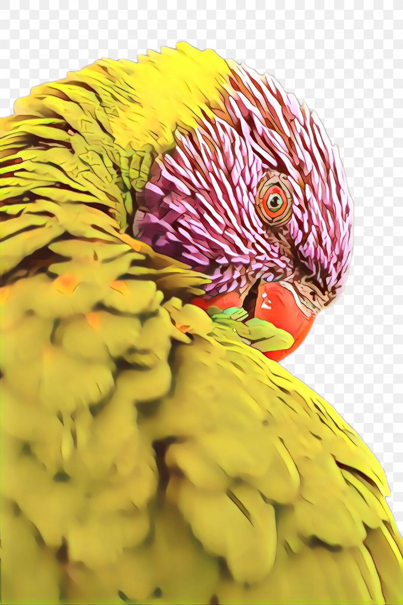 Feather, PNG, 1632x2448px, Cartoon, Beak, Bird, Budgie, Feather Download Free