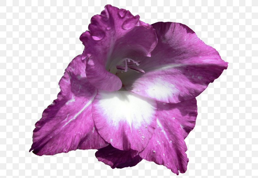 Gladiolus Cut Flowers Iris Family Irises, PNG, 650x567px, Gladiolus, Bulb, Cut Flowers, Floral Design, Flower Download Free