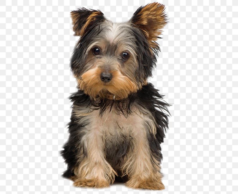 Morkie Yorkshire Terrier Puppy Maltese Dog Dog Breed, PNG, 422x669px, Morkie, Aging In Dogs, Australian Silky Terrier, Australian Terrier, Biewer Terrier Download Free
