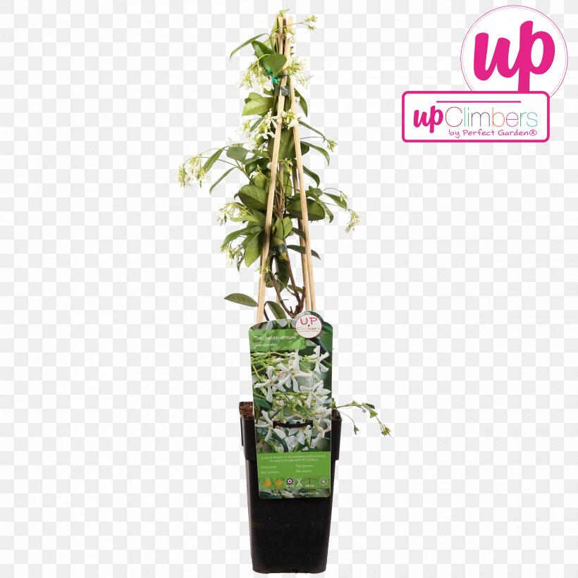 Star Jasmine Vine Common Ivy Houseplant, PNG, 2500x2500px, Vine, Bolcom, Common Ivy, Flowerpot, Hammock Download Free