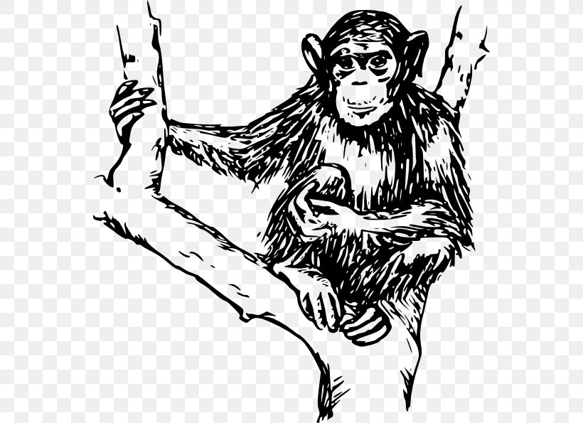 Ape Chimpanzee Monkey Clip Art, PNG, 558x595px, Watercolor, Cartoon, Flower, Frame, Heart Download Free