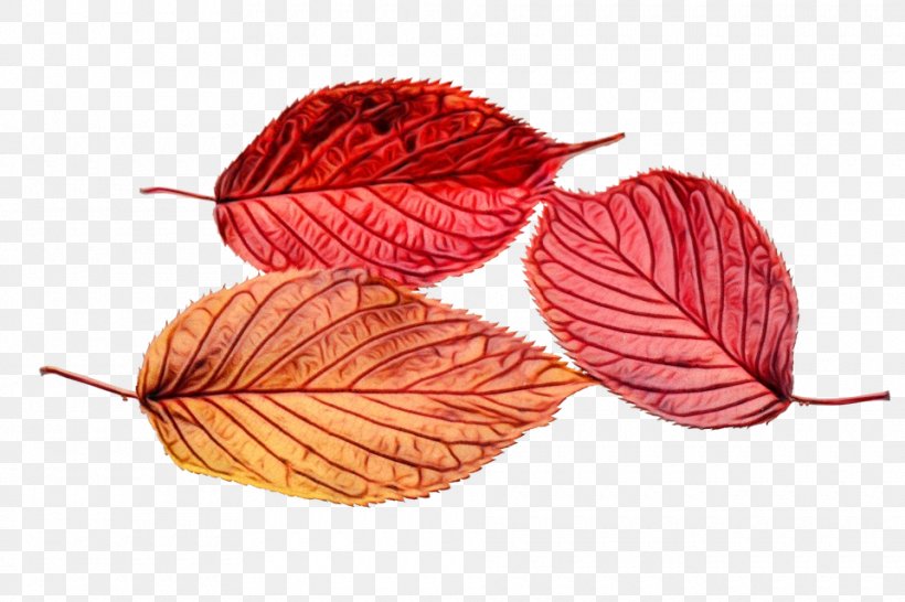 Autumn Tree, PNG, 960x640px, Leaf, Anthurium, Autumn, Autumn Leaf Color, Flower Download Free