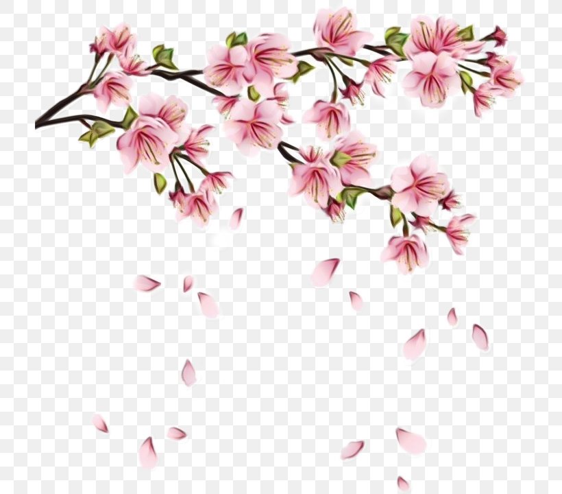 Cherry Blossom, PNG, 717x720px, Watercolor, Blossom, Branch, Cherry Blossom, Flower Download Free