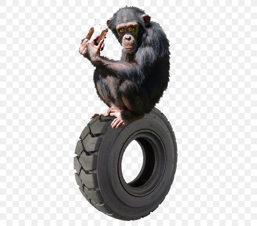 Common Chimpanzee Gorilla Primate Orangutan Gibbon, PNG, 397x720px, Common Chimpanzee, Anthropoid Ape, Ape, Automotive Tire, Automotive Wheel System Download Free