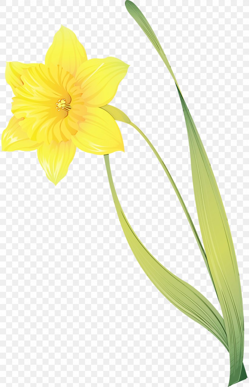 Drawing Of Family, PNG, 1610x2500px, Daffodil, Amaryllis Family, Cut Flowers, Drawing, Flower Download Free