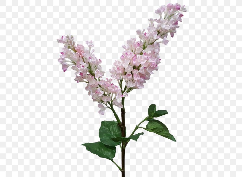 Lilac Flower Lavender Violet Purple, PNG, 800x600px, Lilac, Blossom, Branch, Cherry Blossom, Cut Flowers Download Free
