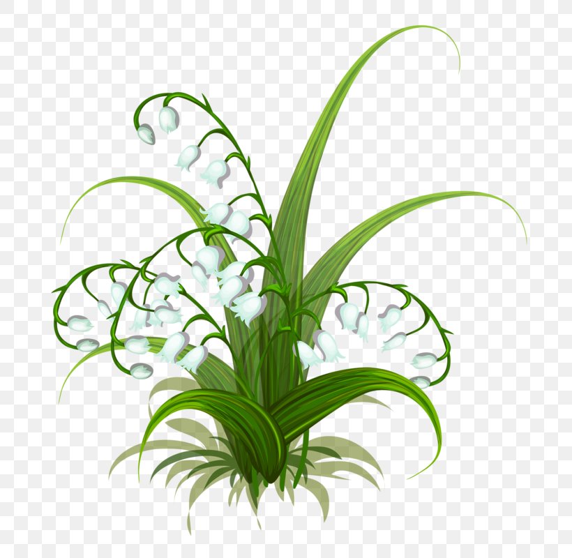 Lily Of The Valley Flower, PNG, 739x800px, Lily Of The Valley, Craft, Cut Flowers, Drawing, Flora Download Free